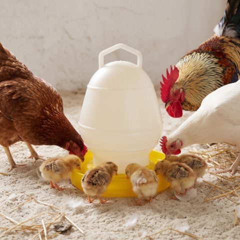 Shokher Khamar Poultry Solutions