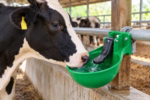 Automatic Cattle Water Bowl / Livestock Drinker - Green Cow Water Feeder