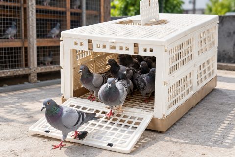 Toss Box Small - Lightweight & Portable Pigeon Carrying Cage / Travel Crate (16.5" x 11" x 9.5")